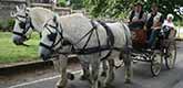 Les chevaux de Pierrot